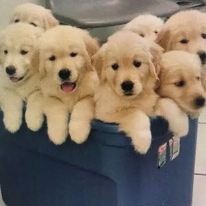 Meet your Posher, Amir